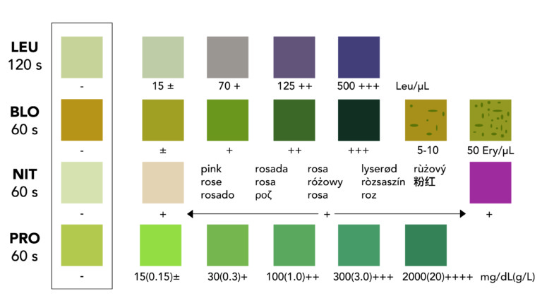 Infections urinaires couleurs iluustration - dimension 2 echelle colorimétrique
